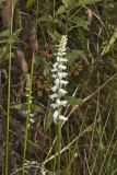 Nodding Ladys' Tresses, Spiranthes cernua