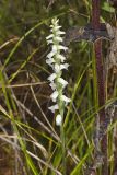 Nodding Ladys' Tresses, Spiranthes cernua