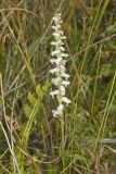 Nodding Ladys' Tresses, Spiranthes cernua