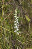 Nodding Ladys' Tresses, Spiranthes cernua