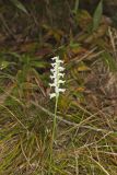 Nodding Ladys' Tresses, Spiranthes cernua