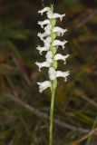 Nodding Ladys' Tresses, Spiranthes cernua