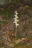 Nodding Ladys' Tresses, Spiranthes cernua