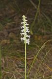 Nodding Ladys' Tresses, Spiranthes cernua