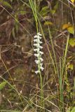 Nodding Ladys' Tresses, Spiranthes cernua