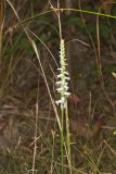 Nodding Ladys' Tresses, Spiranthes cernua