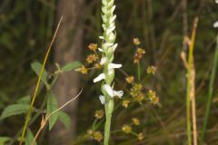Nodding Ladies' Tresses, Spiranthes cernua