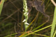 Nodding Ladies' Tresses, Spiranthes cernua