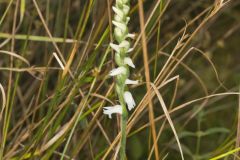 Nodding Ladies' Tresses, Spiranthes cernua