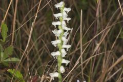 Nodding Ladies' Tresses, Spiranthes cernua