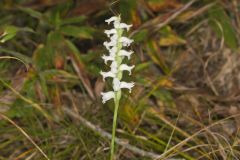 Nodding Ladies' Tresses, Spiranthes cernua