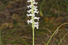Nodding Ladies' Tresses, Spiranthes cernua
