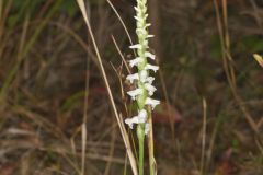 Nodding Ladies' Tresses, Spiranthes cernua