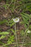 Nodding Onion, Allium cernuum