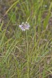 Nodding Onion, Allium cernuum