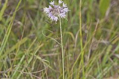 Nodding Onion