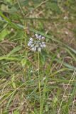 Nodding Onion, Allium cernuum