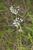 Nodding Onion, Allium cernuum