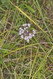 Nodding Onion, Allium cernuum