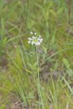 Nodding Onion, Allium cernuum