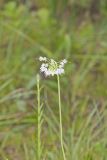 Nodding Onion, Allium cernuum