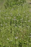 Nodding Onion, Allium cernuum