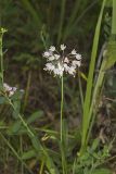 Nodding Onion, Allium cernuum