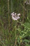 Nodding Onion, Allium cernuum