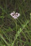 Nodding Onion, Allium cernuum