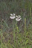 Nodding Onion, Allium cernuum