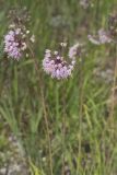 Nodding Onion, Allium cernuum