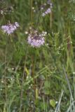 Nodding Onion, Allium cernuum