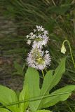 Nodding Onion, Allium cernuum