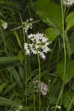 Nodding Onion, Allium cernuum
