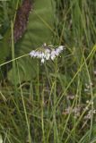 Nodding Onion, Allium cernuum