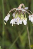 Nodding Onion, Allium cernuum
