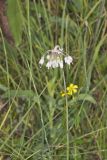 Nodding Onion, Allium cernuum
