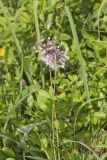 Nodding Onion, Allium cernuum