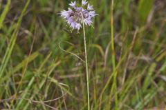 Nodding Onion, Allium cernuum