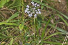 Nodding Onion, Allium cernuum Nodding Onion, Allium cernuum