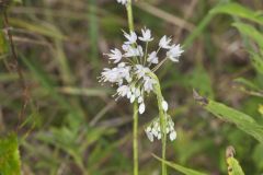 Nodding Onion, Allium cernuum Nodding Onion, Allium cernuum
