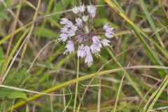 Nodding Onion, Allium cernuum