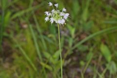 Nodding Onion, Allium cernuum