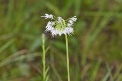 Nodding Onion, Allium cernuum Nodding Onion, Allium cernuum