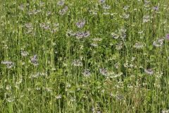 Nodding Onion, Allium cernuum Nodding Onion, Allium cernuum