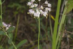 Nodding Onion, Allium cernuum Nodding Onion, Allium cernuum