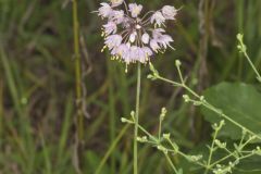 Nodding Onion, Allium cernuum Nodding Onion, Allium cernuum