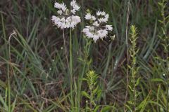 Nodding Onion, Allium cernuum