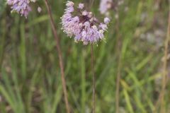 Nodding Onion, Allium cernuum Nodding Onion, Allium cernuum