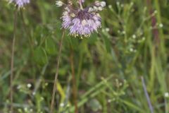 Nodding Onion, Allium cernuum Nodding Onion, Allium cernuum